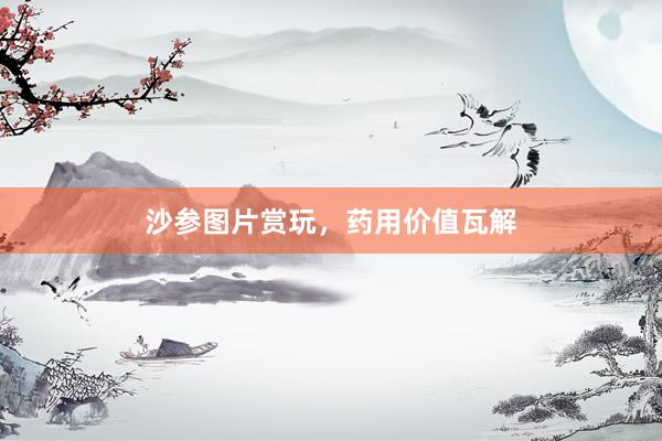 沙参图片赏玩，药用价值瓦解